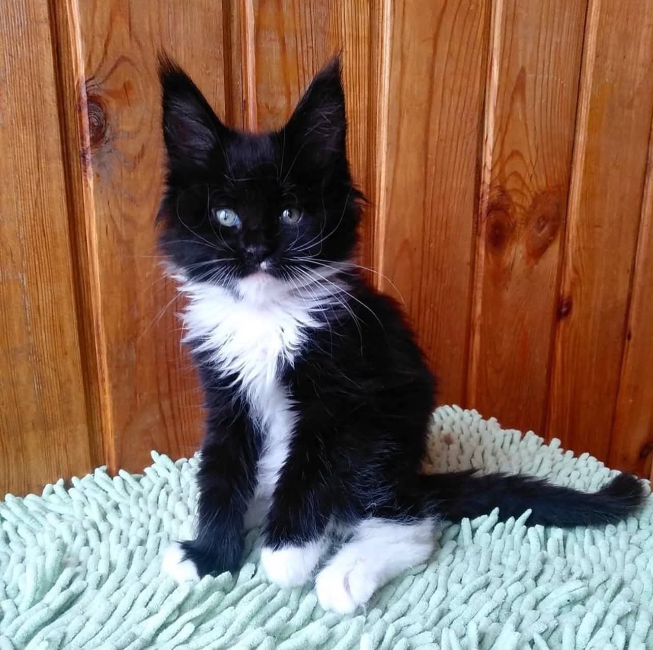Amanita — Maine Coon Kitten